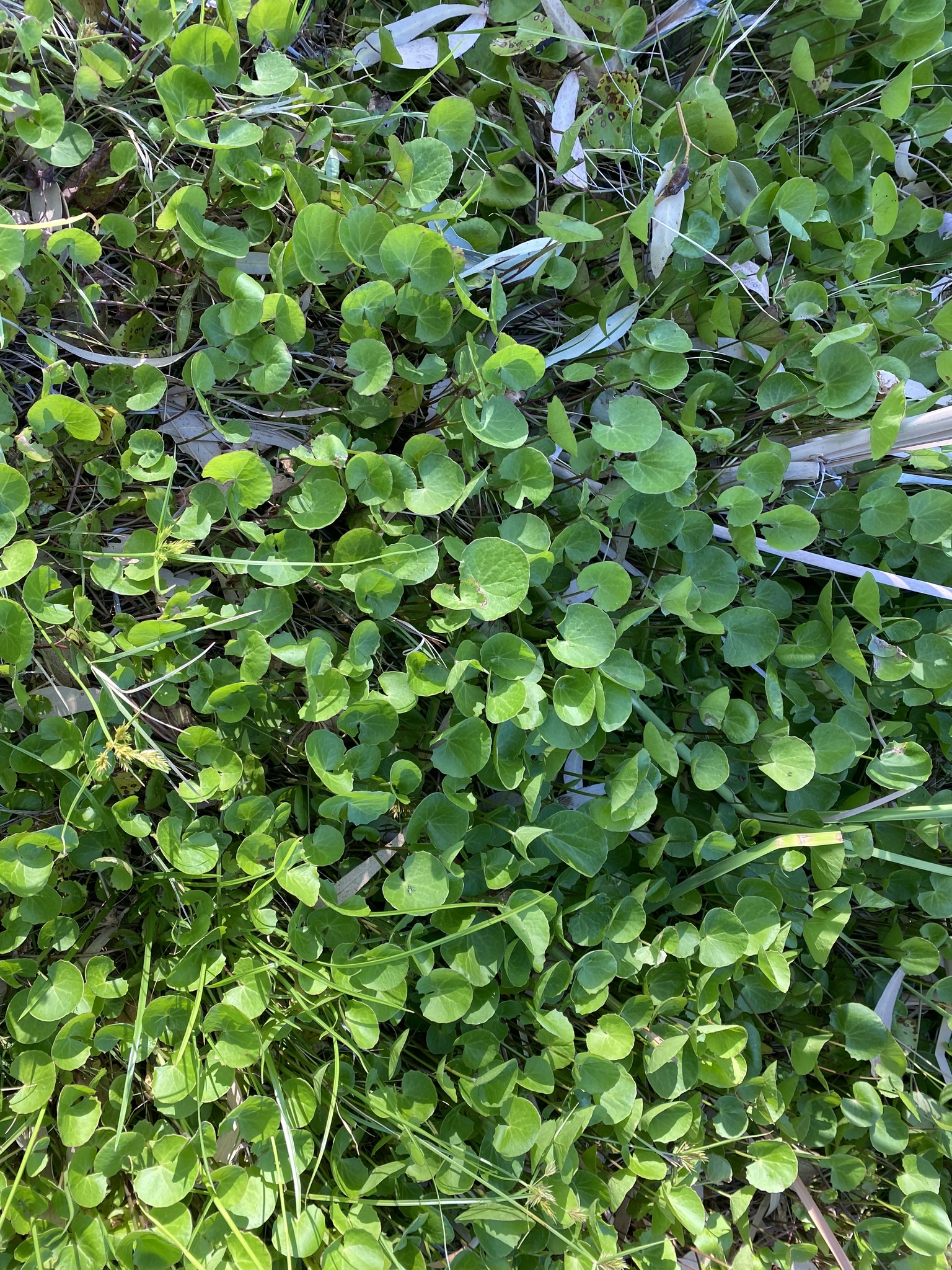 Imagem de Centella