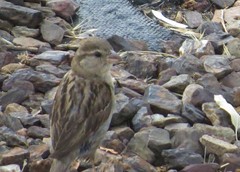 Passer domesticus