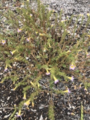 Phacelia fremontii
