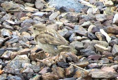Passer domesticus
