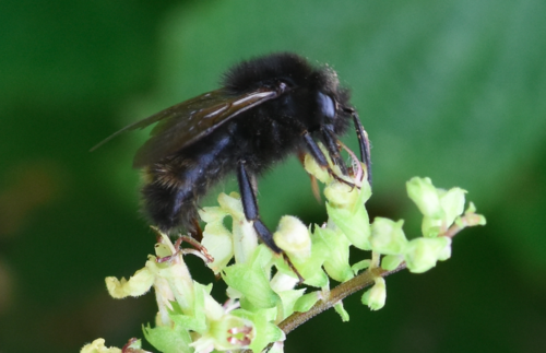Field Cuckoo Bumble bee