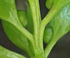 Tmesipteris lanceolata