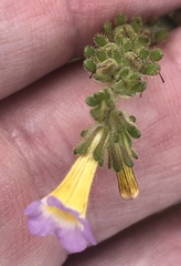 Phacelia fremontii