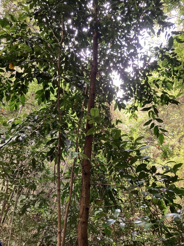 Foto de Tepa