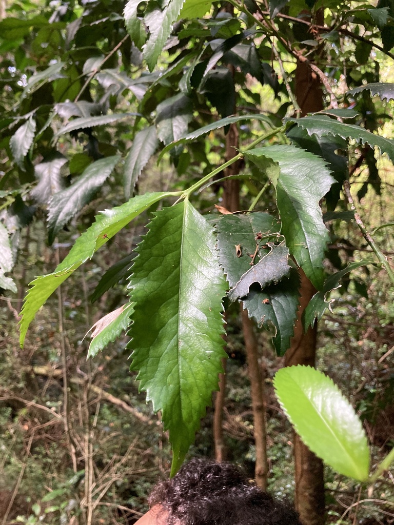 Foto de Tepa