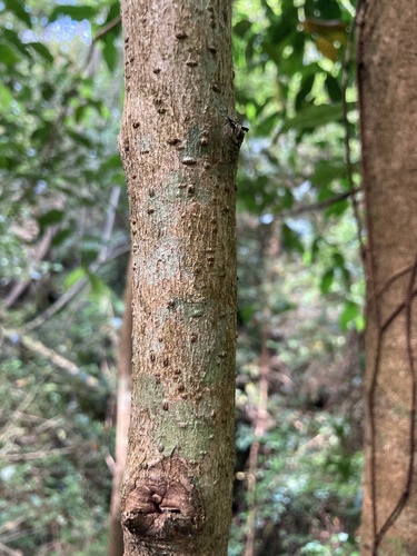Foto de Tepa