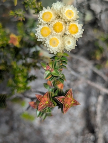 Image of Helichrysum grandiflorum by (c) biogeek, some rights reserved (CC BY)