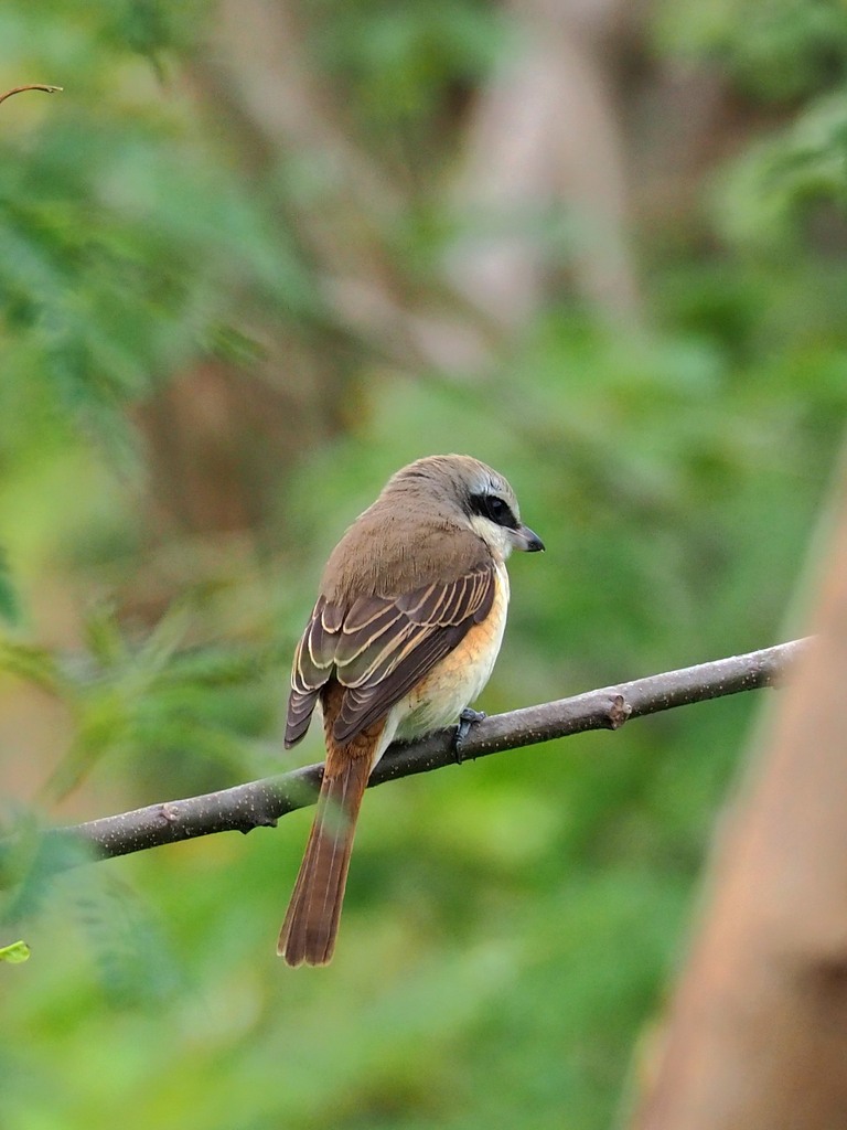 Brown Shrike