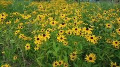 Rudbeckia hirta