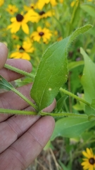 Rudbeckia hirta