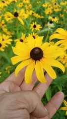 Rudbeckia hirta