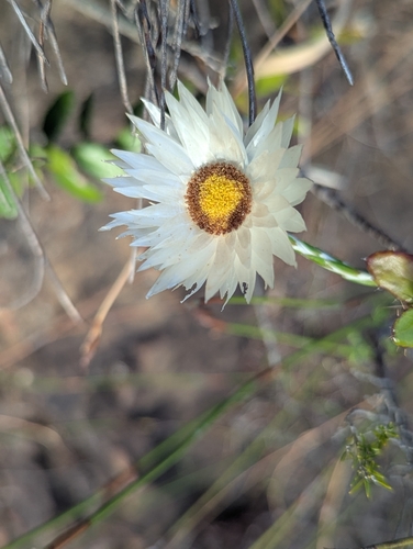 Image of Edmondia sesamoides by (c) biogeek, some rights reserved (CC BY)