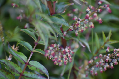 Image of Coriaria plumosa by no rights reserved