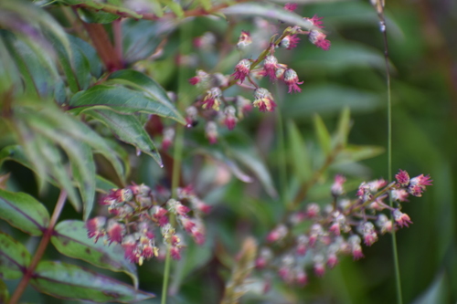 Image of Coriaria plumosa by no rights reserved