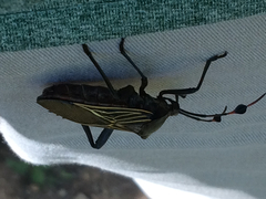 Pachylis neocalifornicus