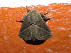Natada fusca