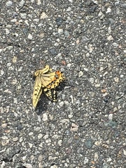 Papilio machaon hippocrates