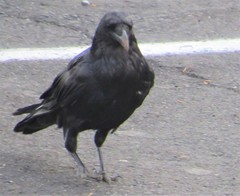 Corvus corax