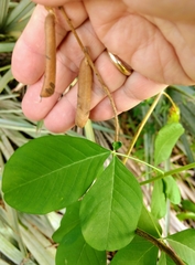 Crotalaria