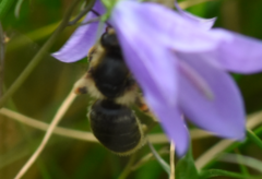 Melitta haemorrhoidalis