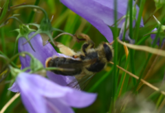 Melitta haemorrhoidalis