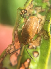 Neogalerucella