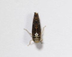 Scaphoideus pullus