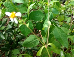 Bidens alba