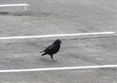 Corvus corax