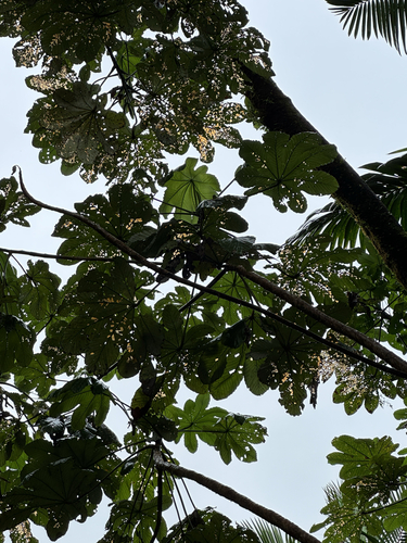 Foto de Embaúba