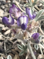Lupinus duranii