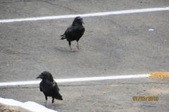 Corvus corax