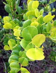 Chrysobalanus icaco