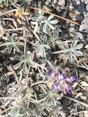 Lupinus duranii
