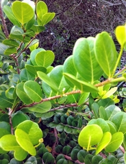 Chrysobalanus icaco