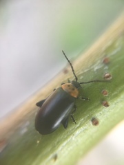 Disonycha triangularis