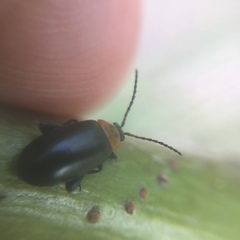 Disonycha triangularis