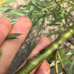 Disonycha triangularis