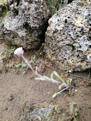 Erigeron uniflorus