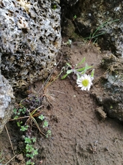 Erigeron uniflorus