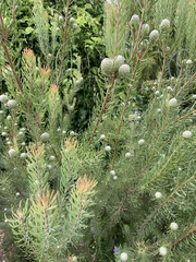 Leucadendron