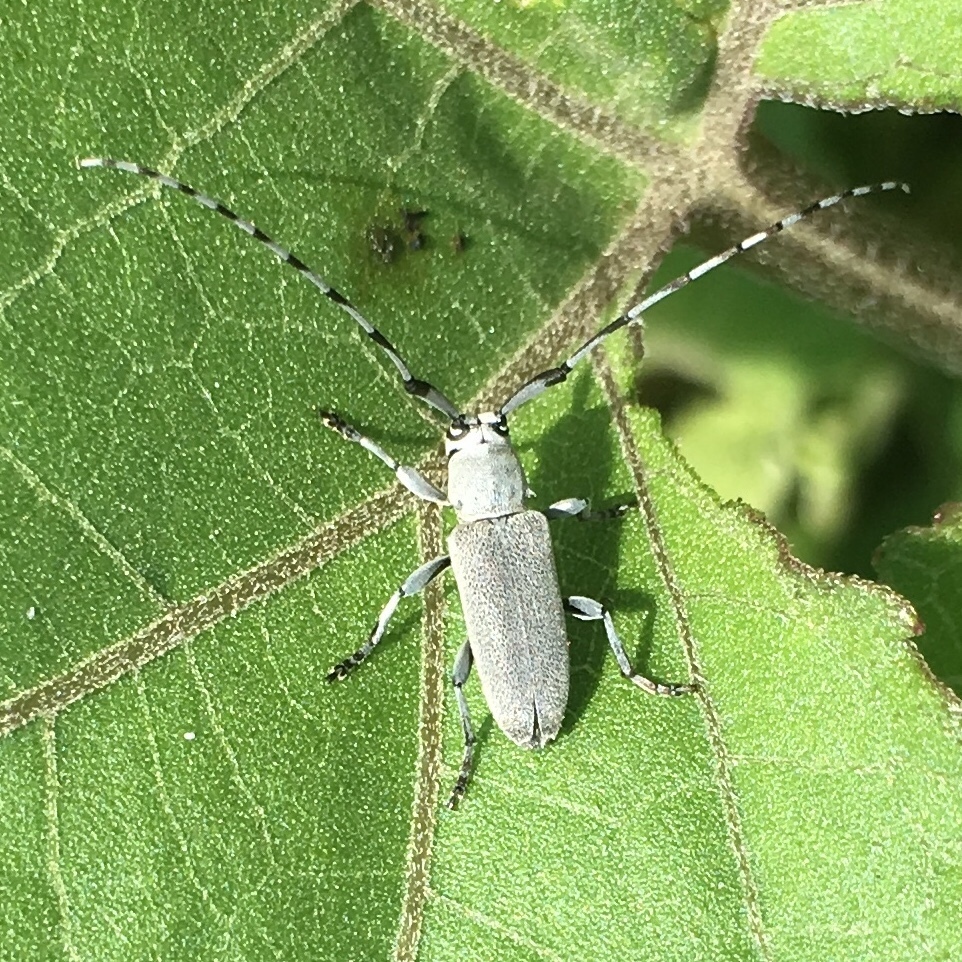 Dectes texanus