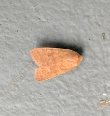 Xylenini