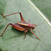 Restless Bush Cricket - Photo (c) John Himmelman, some rights reserved (CC BY-NC-ND), uploaded by John Himmelman