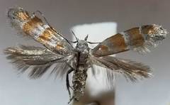 Battaristis vittella