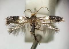 Nepticuloidea