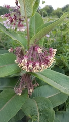 Asclepias syriaca