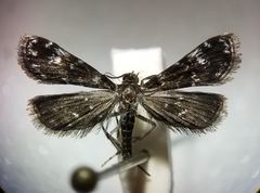Elophila tinealis