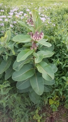 Asclepias syriaca