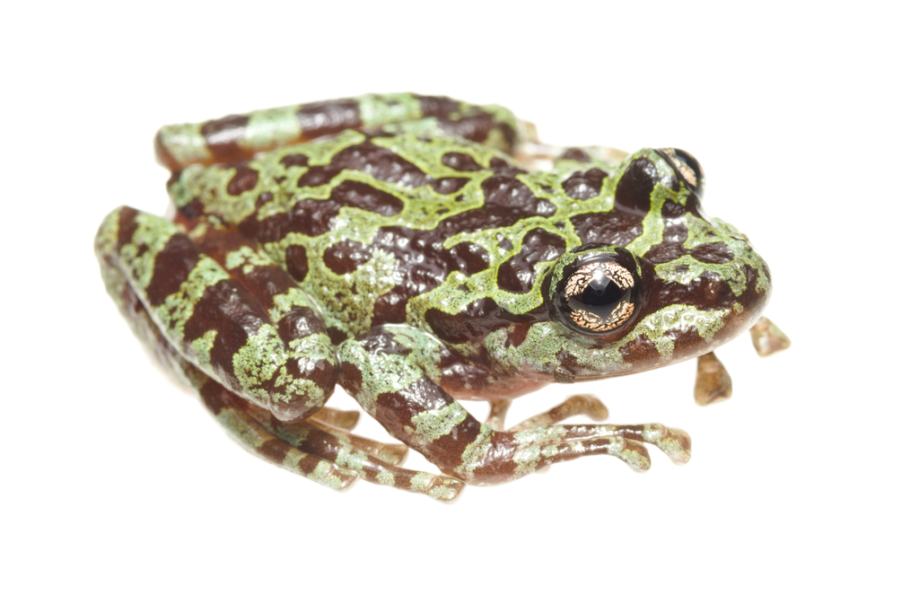 Ghost Frogs